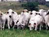 Rancho Ganadero En Tizimin