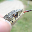 Garter Snake