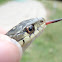 Garter Snake