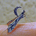 Eggplant Leafroller Moth