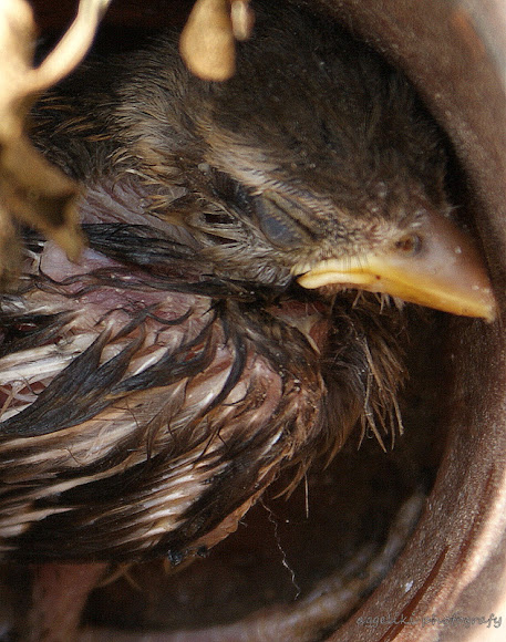 Spotting Image 1