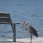 Great Blue Heron