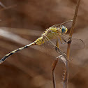 Libélula (Long Skimmer)