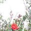 Pomegrante Flower