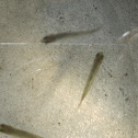 Minnows