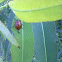 Chrysomela populi