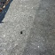 Ant
