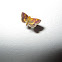 Mint moth