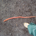 giant earthworm