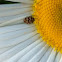 Carpet Beetle