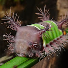 Saddleback Caterpillar