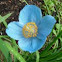 Meconopsis