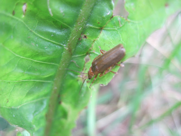 Spotting Image 1