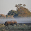 African Bush Elephant