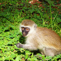 Vervet monkey