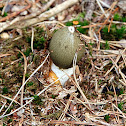Common Stinkhorn