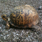Eastern box turtle
