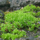 Moss