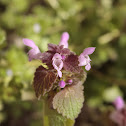 Red Deadnettle