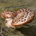 dryad's saddle