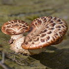 dryad's saddle