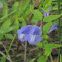 Skullcap?