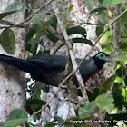 Bornean Ground Cuckoo