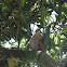 aves colombia