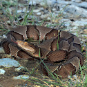 Southern Copperhead