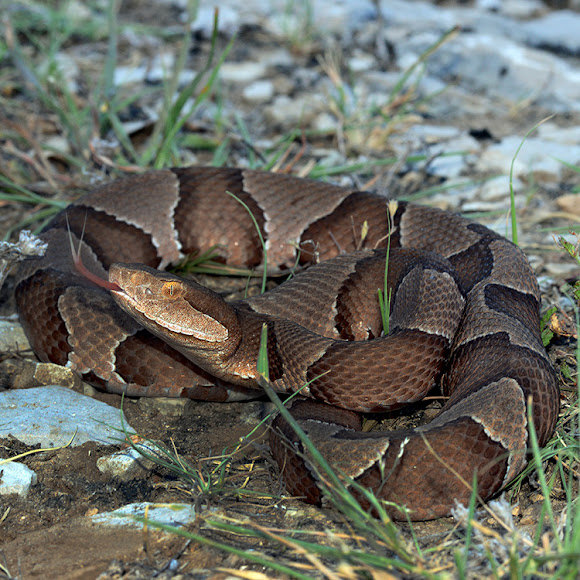 Spotting Image 1