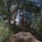 Meerkat