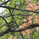 Fire-tufted Barbet