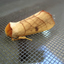 Spotted datana moth
