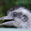 Greater Rhea