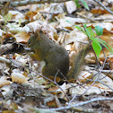 American red squirrel