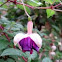 Fucsia