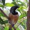 Rufous Whistler