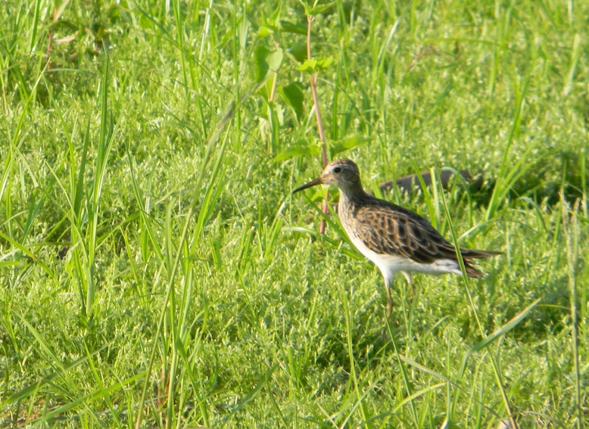 playerito pectoral  - pectoral sandpiper