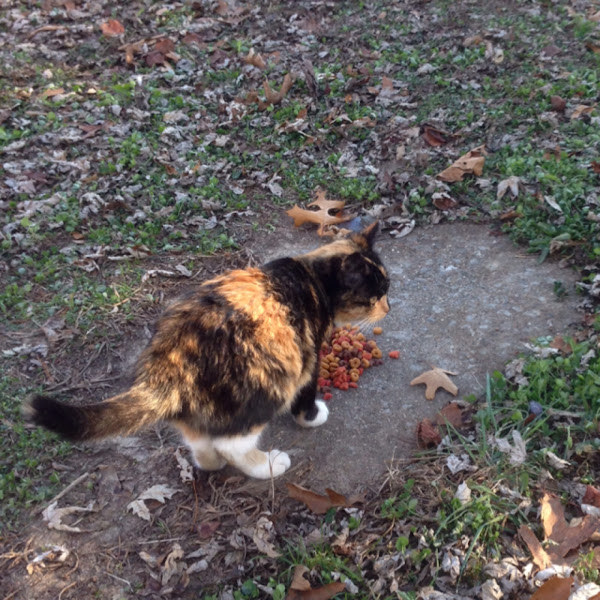 Nutmeg the Cat Project Noah