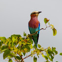 Lilac Breasted Roller