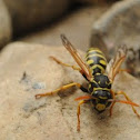 European Paper Wasp