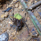 Tropical orb weaver, subadult male