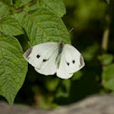 Small White