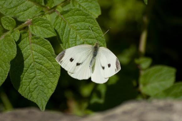 Spotting Image 1