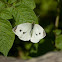 Small White