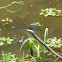 Slaty Skimmer (male)