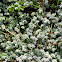 Chickweed