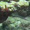 Trumpetfish