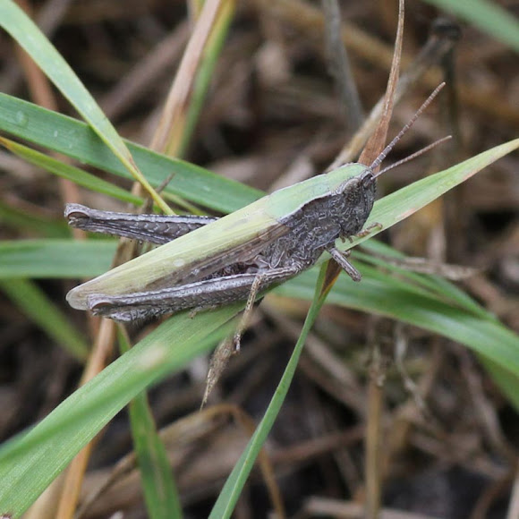 Spotting Image 1