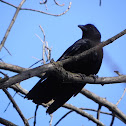 American Crow